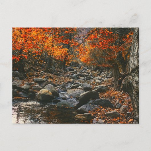 Natur-Inspirationen Rumänien, Herbstwald Postkarte (Vorderseite)