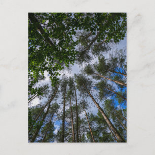 Natur Landschaft Blick nach oben Wald Belarus Post Postkarte