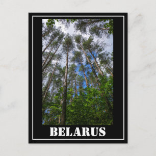 Natur Landschaft Blick nach oben Wald Belarus Post Postkarte