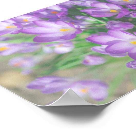 Natur Lila Crocus Blume Poster (Ecke)