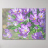 Natur Lila Crocus Blume Poster (Vorne)