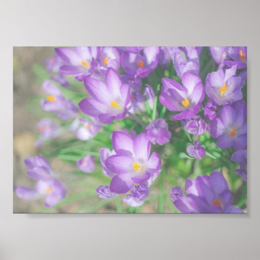 Natur Lila Crocus Blume Poster (Vorne)