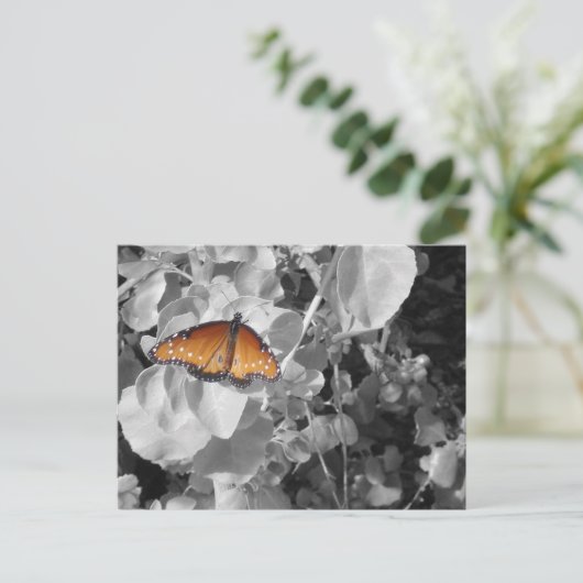 Natur Orange Monarch Butterfly Schwarz und Weiß Postkarte (Stehend Vorderseite)