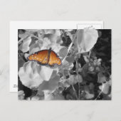 Natur Orange Monarch Butterfly Schwarz und Weiß Postkarte (Vorne/Hinten)