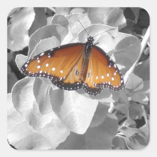 Natur Orange Monarch Schmetterling Foto Sticker