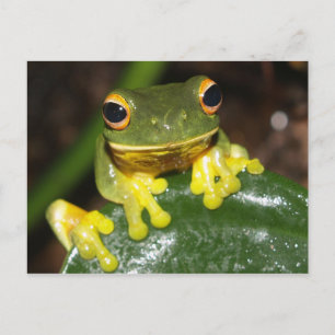 Natur - Orangefrorener Mit Augen Grünbaumfrosch Postkarte