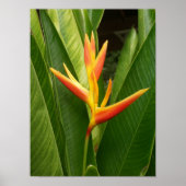 Natur Poster (Vorne)