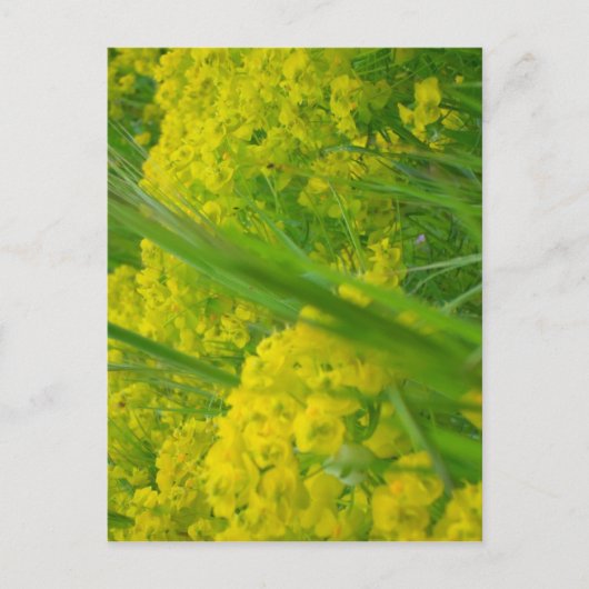Natur Postkarte (Vorderseite)