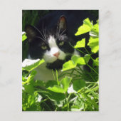 Natur Postkarte (Vorderseite)