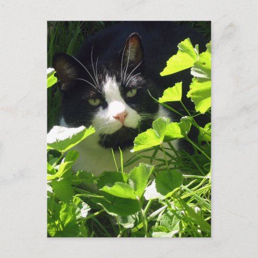 Natur Postkarte (Vorderseite)