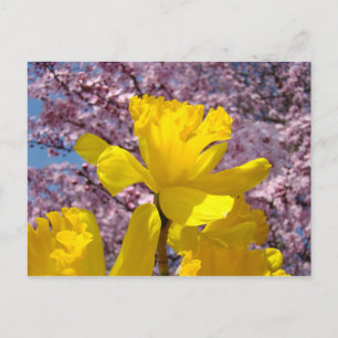 Natur-Postkarte Florale Frühlingsnarzissen-Blumen Postkarte