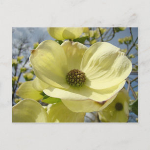 Natur-Postkarten Weiße Gelbe Hartriegelblüten Postkarte
