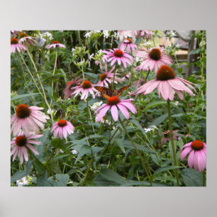 Natur pur, Schmetterling und rosa Gänseblümchen Po Poster