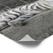 Natur Schöne Bengalische Tiger Fotografie Poster (Ecke)