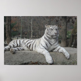 Natur Schöne Bengalische Tiger Fotografie Poster