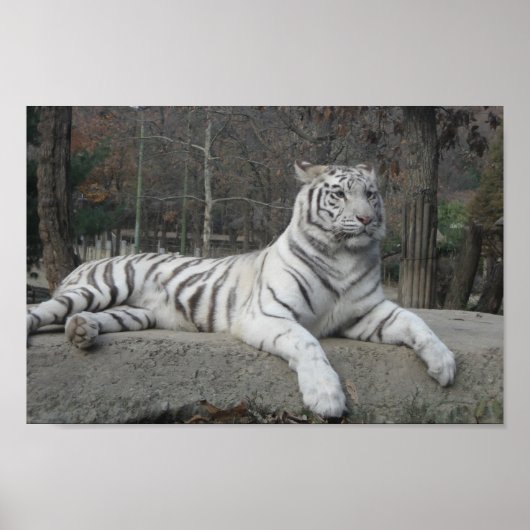 Natur Schöne Bengalische Tiger Fotografie Poster (Vorne)