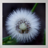 Natur und Apos; Sonne Poster (Vorne)