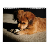 Natur und Tiere Kalender (Titelbild)