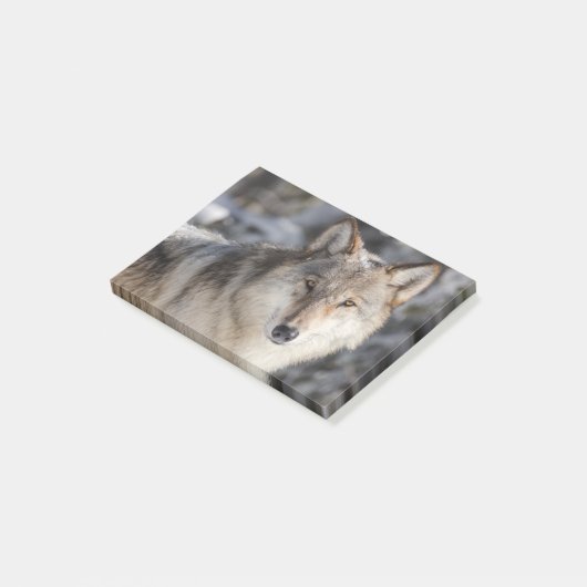 Natur- und Wolfdesign Post-it Klebezettel (angewinkelt)