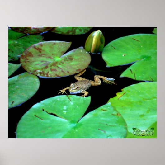 Natur unter Lilien Poster (Vorne)