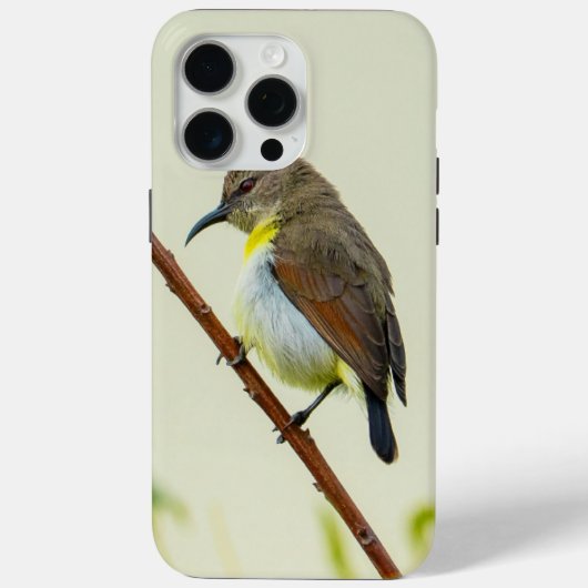 Natur Vogel Handyhülle Case-Mate iPhone Hülle (Rückseite)