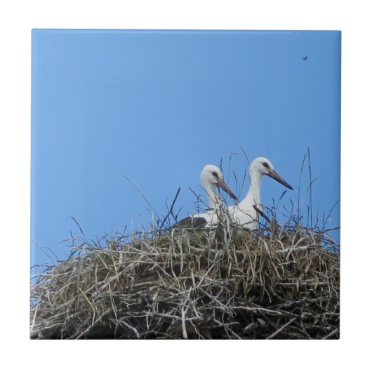 Natur, Vogel, Storch, Nest, Weiß, Tier, Himmel, Fliese (Vorderseite)