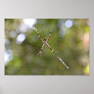 Natur Wildlife Outdoor Webb Spider Fotografie Poster