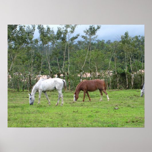 Natur - wir suchen nach Frieden Poster (Vorne)