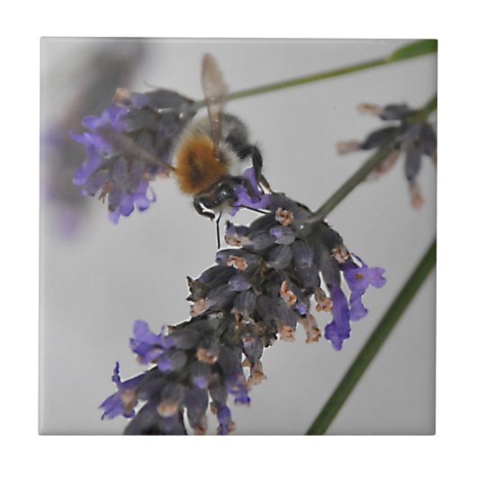 Natur Wunderbare Arbeiter Fliese (Vorderseite)