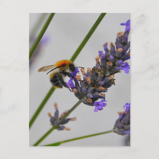 Natur Wunderbare Arbeiter Postkarte (Vorderseite)