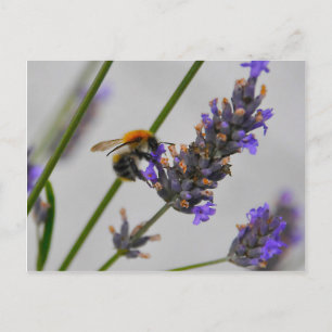 Natur Wunderbare Arbeiter Postkarte