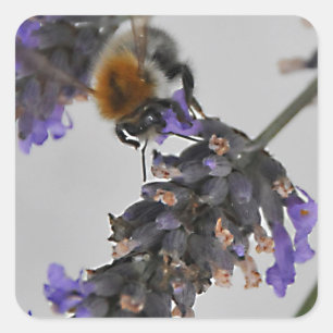 Natur Wunderbare Arbeiter Quadratischer Aufkleber