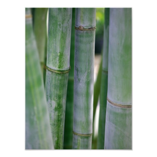 Natural Bamboo Zen Background Customized Template Fotodruck (Vorne)