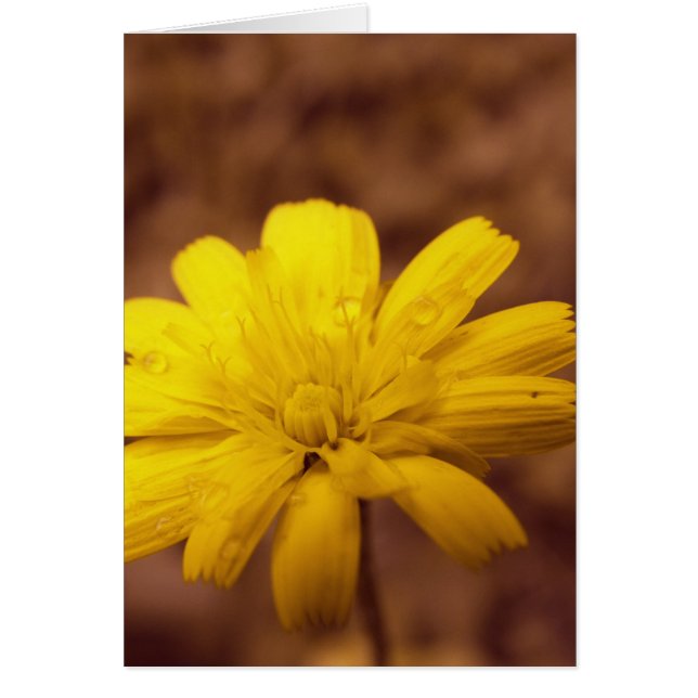 Natural Beauty Card (Vorne)