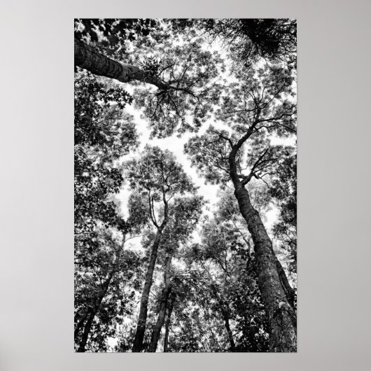 Natural Fit (Baumspitzen) Poster (Vorne)