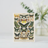 Natural History Butterfly Postkarte (Stehend Vorderseite)