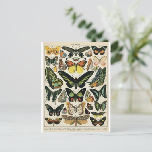 Natural History Butterfly Postkarte (Stehend Vorderseite)
