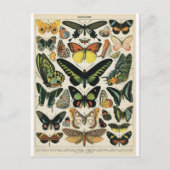Natural History Butterfly Postkarte (Vorderseite)