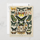 Natural History Butterfly Postkarte (Vorne/Hinten)