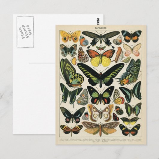 Natural History Butterfly Postkarte (Vorne/Hinten)