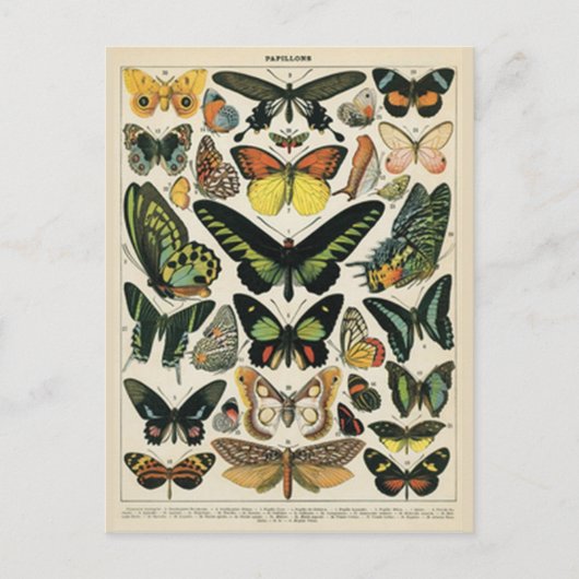 Natural History Butterfly Postkarte (Vorderseite)