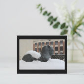 Natural History Museum, Ann Arbor, MI Postcard Postkarte (Stehend Vorderseite)