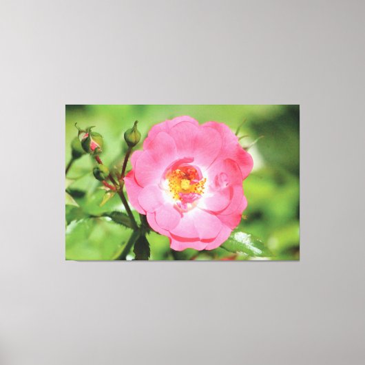 Natural Pink Garden Rose Leinwand (Vorderseite)
