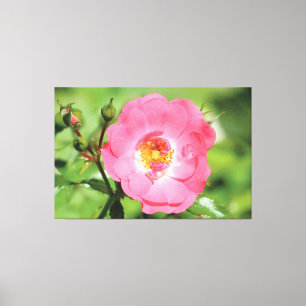 Natural Pink Garden Rose Leinwand