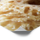 Natural Sponges Poster (Ecke)