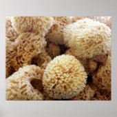 Natural Sponges Poster (Vorne)