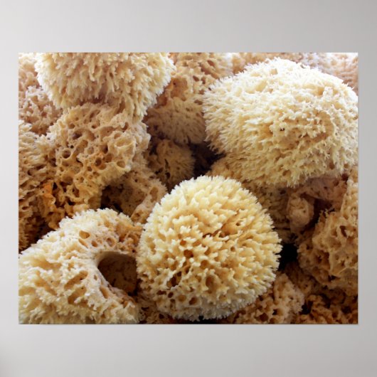Natural Sponges Poster (Vorne)