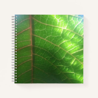 Naturally Lit Poinsettia Leaf Notizblock