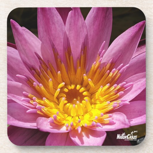 NaturCraze Pink Lotus Blume Hartkunststoff Unterse Getränkeuntersetzer (Vorderseite)