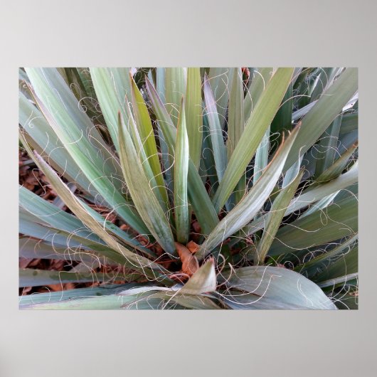 Naturdekorationen Poster (Vorne)